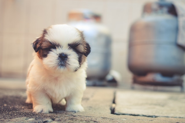 Reasons Why Your Dog Is Panting After Birth