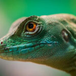Exotic Reptiles to Legally Own If You Love Dragons