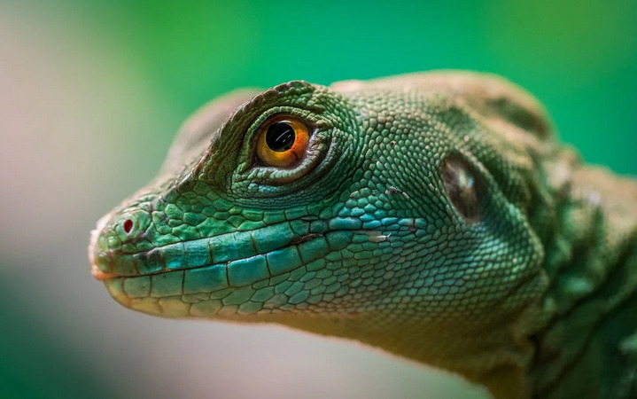 Exotic Reptiles to Legally Own If You Love Dragons